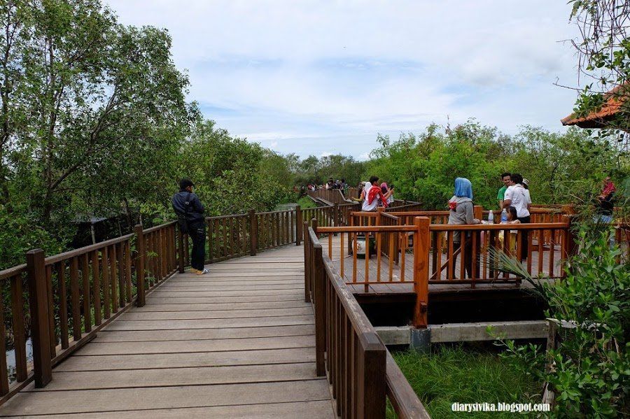 Hutan-hutan Mangrove yang Bisa Jadi Destinasi Wisatamu, Yuk Intip!