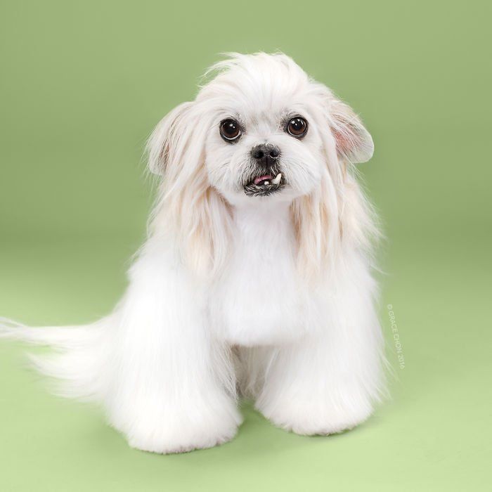 HAIRY-before-and-after-transformations-of-dog-haircuts-5794202062053__700