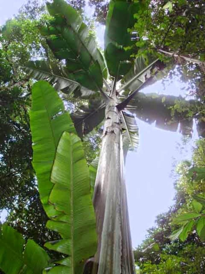 Udah Pernah Liat Pisang Raksasa dari Papua Belum Yakin 