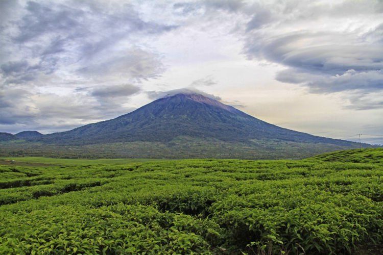 Perkebunan teh terluas kedua di dunia