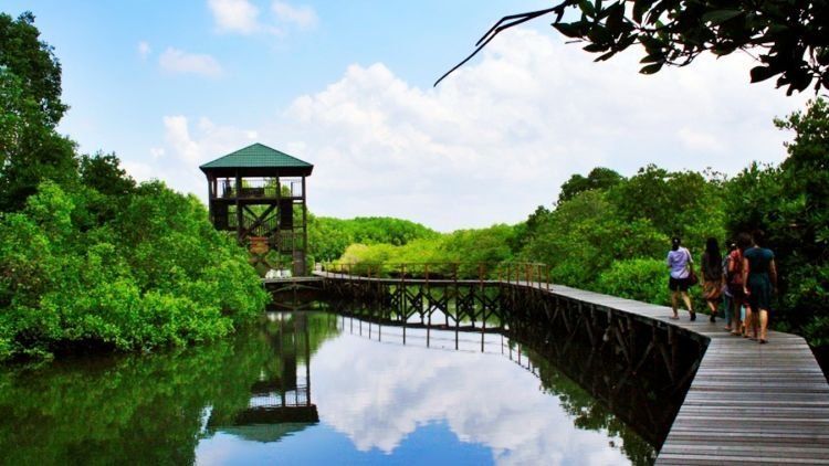 Hutan-hutan Mangrove yang Bisa Jadi Destinasi Wisatamu, Yuk Intip!