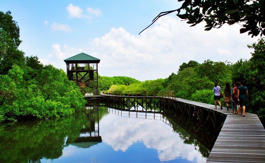 Hutan-hutan Mangrove yang Bisa Jadi Destinasi Wisatamu, Yuk Intip!