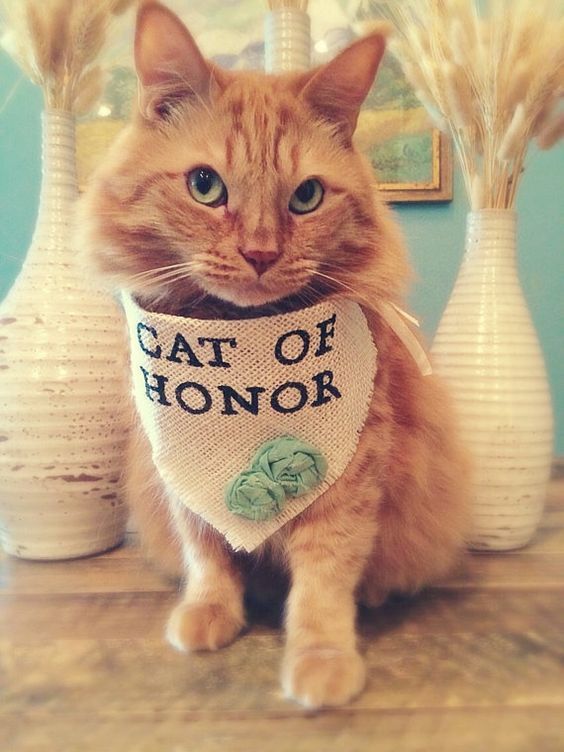 cats of honor