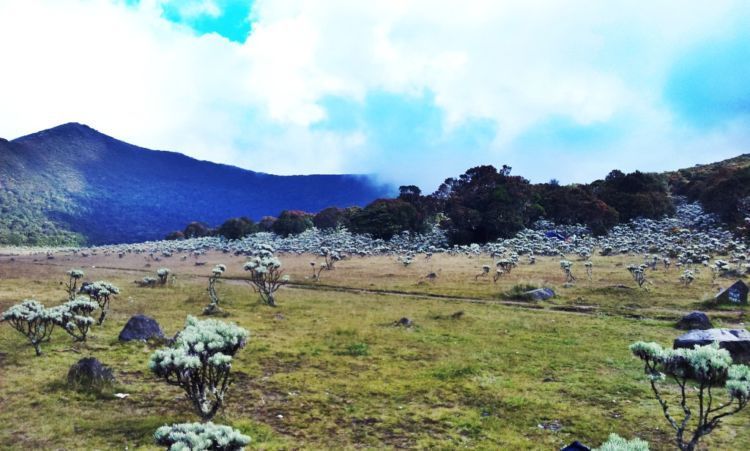 ini TNGGP. kasih waktu flora dan fauna bernafas