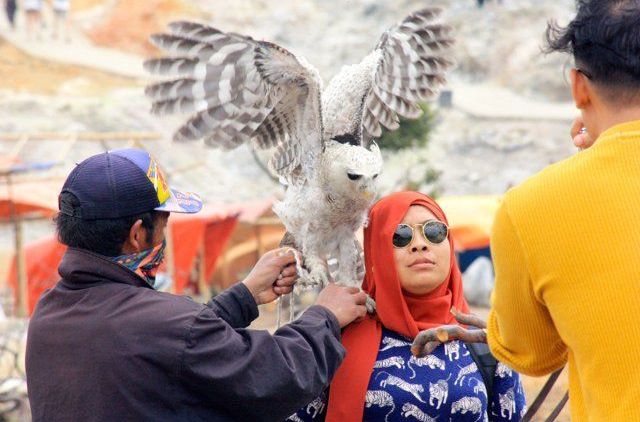 Burung Hantu yang Hidup Malam Hari Dipaksa Kerja di Siang Hari. Percayalah, Ini Menyiksa Mereka!