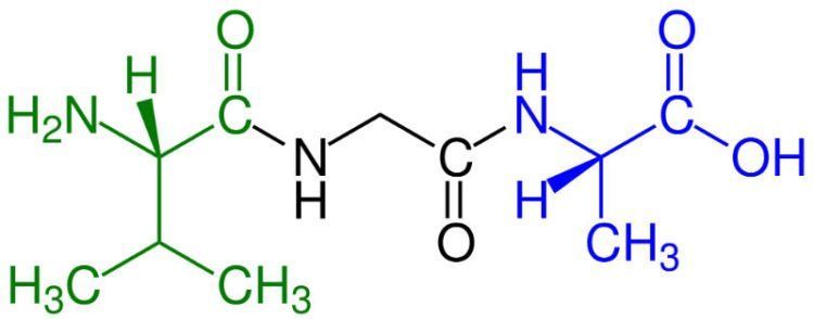 Tripeptide