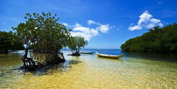 Hutan-hutan Mangrove yang Bisa Jadi Destinasi Wisatamu, Yuk Intip!