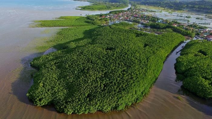 Hutan-hutan Mangrove yang Bisa Jadi Destinasi Wisatamu, Yuk Intip!