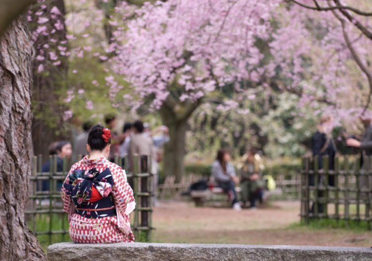 Wanita berkimono di bawah pohon sakura.