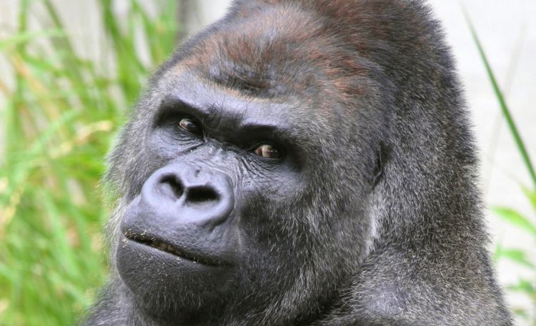 Shabani, Gorila Ganteng di Jepang