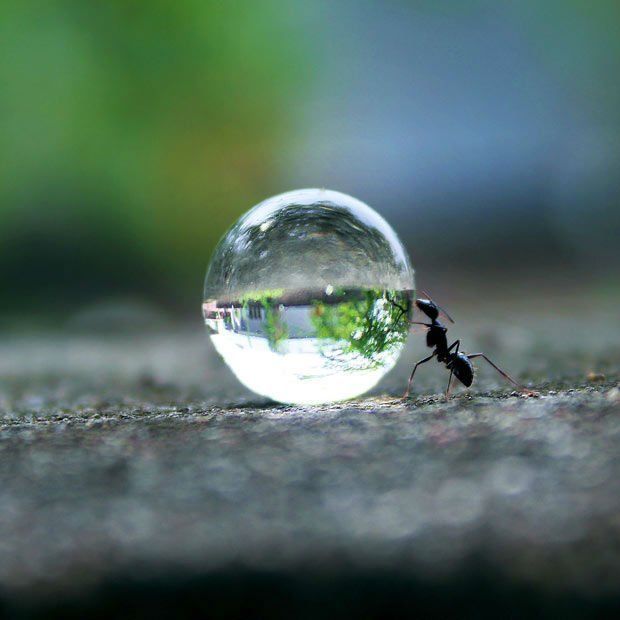 Trik Fotografi yang Lagi Nge-trend: Gambaran Dunia dalam Satu Tetesan Air. Giliran Kamu Mencobanya!