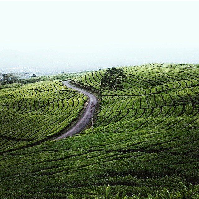 Kebun teh