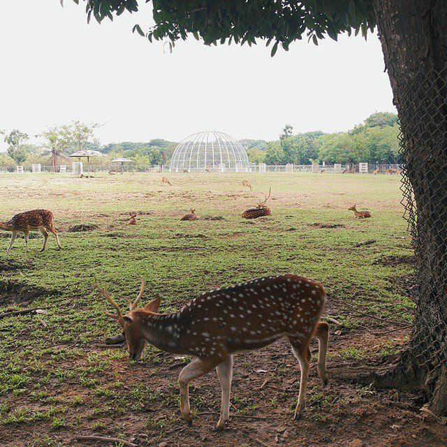 Penangkaran rusa