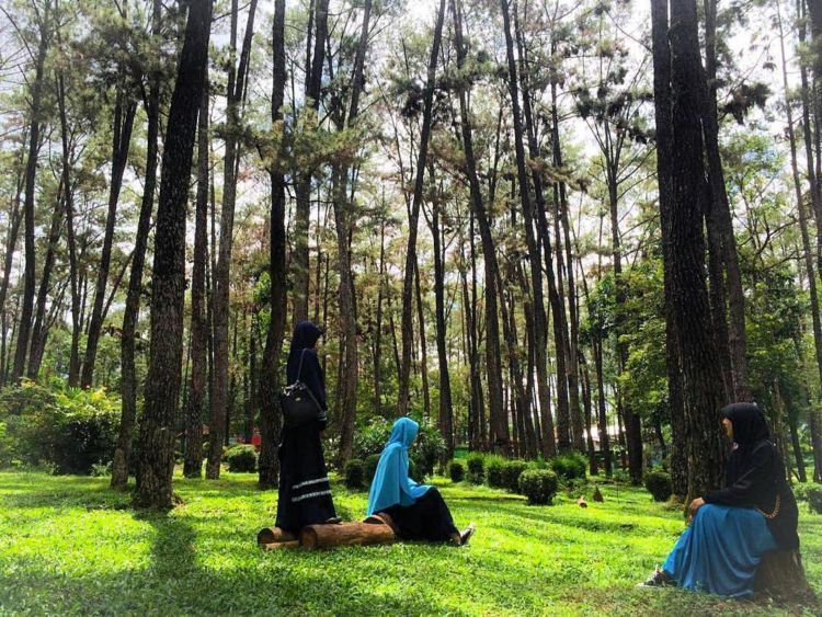 hutan pinus