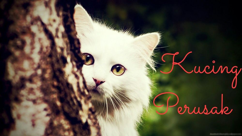 Cerpen: Kucing Perusak