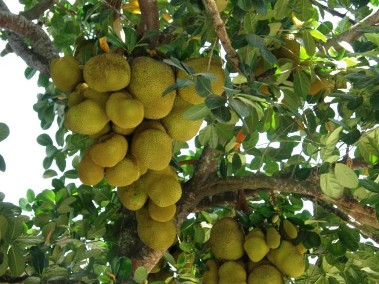 Pohon nangka, katanya tempat berkumpul makhluk mistis