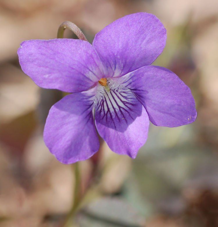 bunga violet