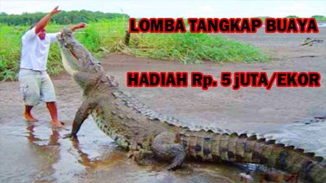 Lomba Tangkap Buaya NTT Bikin Heboh, Turis Asing Aja Pengen Ikutan! Sadis Bener…