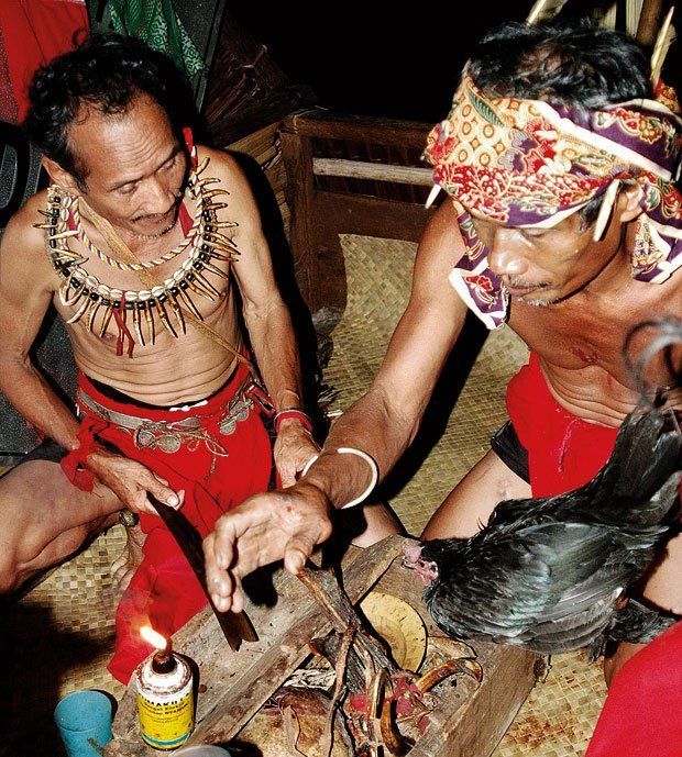 Pemotongan ayam untuk diambil darahnya.