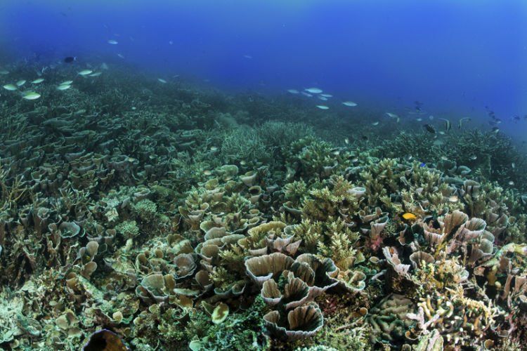 sebagian besar wilayah Indonesia itu perairan. kalau biota bawah lautnya rusak, apa yang bisa dibanggakan?