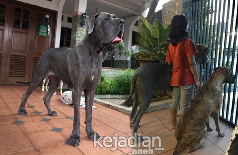 Guy D Zen, Orang Indonesia yang Punya Anjing Terbesar di Dunia