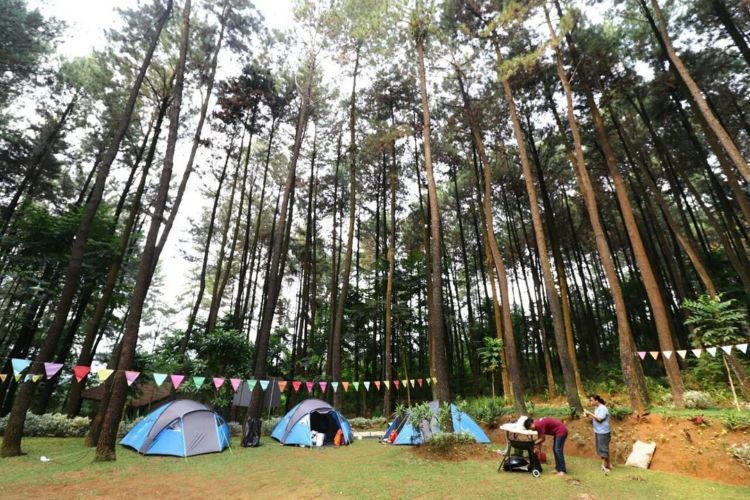 camping di tengah hutan pinus