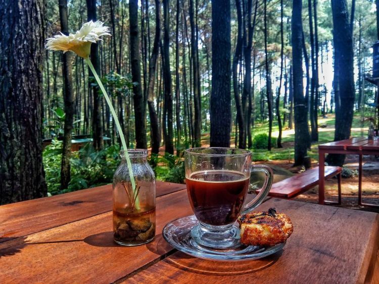 romantis sama pacar di di tengah hutan pinus