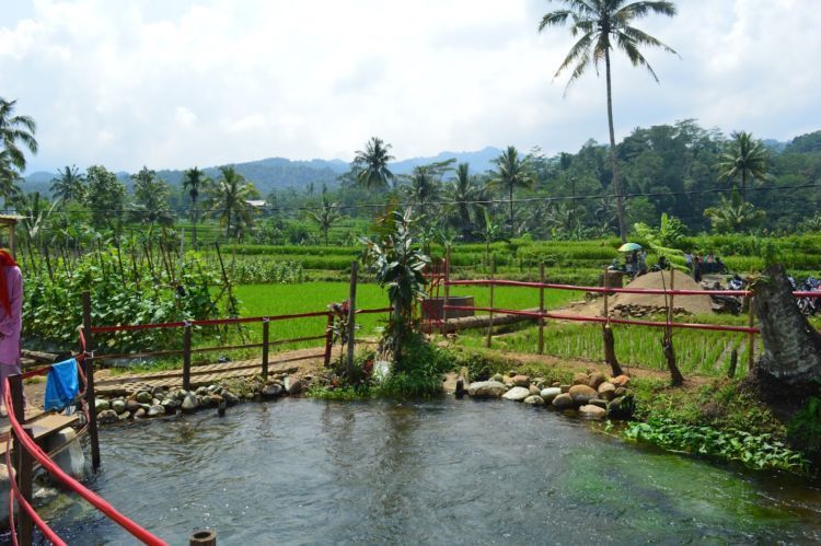 Letaknya di tengah sawah nan sejuk.