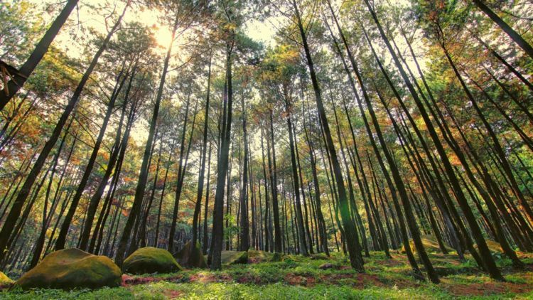 Hutan pinus, Gunung Pancar