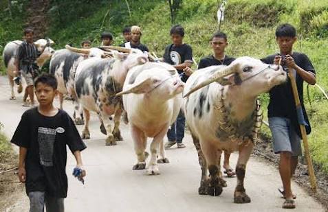 Kamu Orang Toraja? 5 Hal Ini yang Wajib Kamu Pahami tentang Toraja