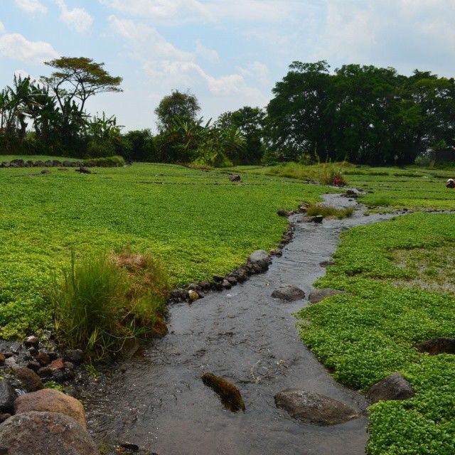 taman selada air