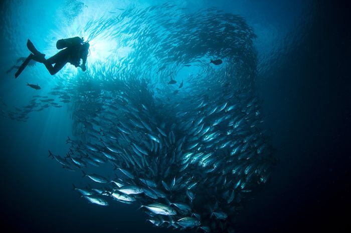 5 Tips Foto Underwater yang Membuat Fotomu Menjadi Mengagumkan!