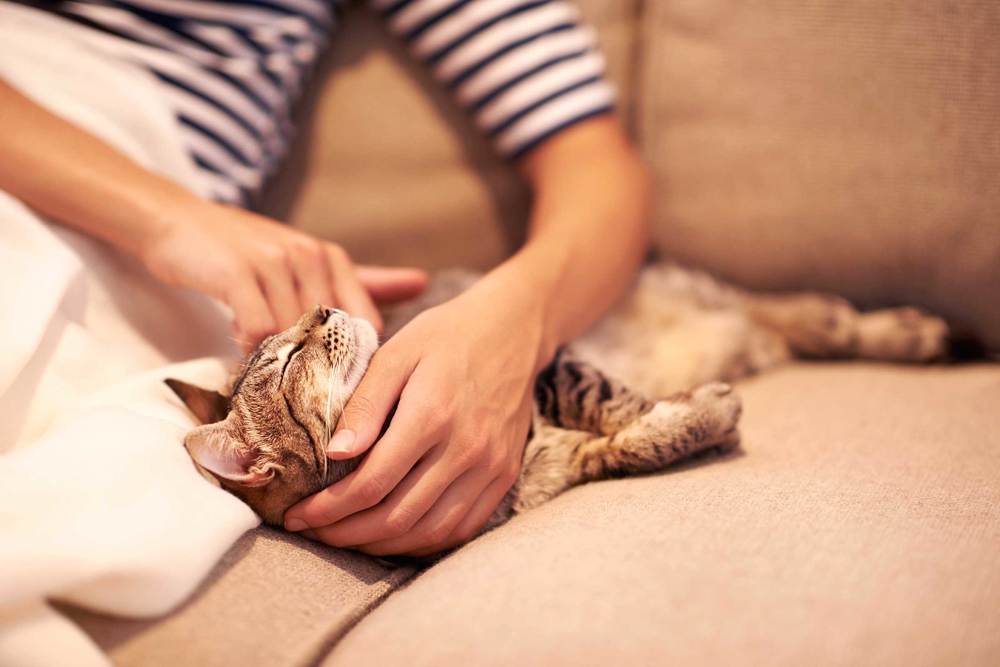 Pahami Toksoplasma Pada Kucing yang Dapat Menyebabkan Kaum Hawa Susah Hamil