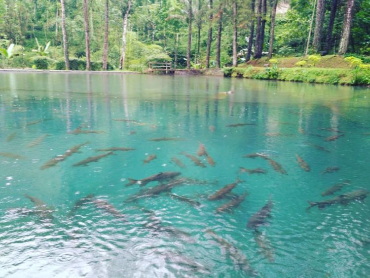 Ikan sengkaring di Telaga Rambut Monte