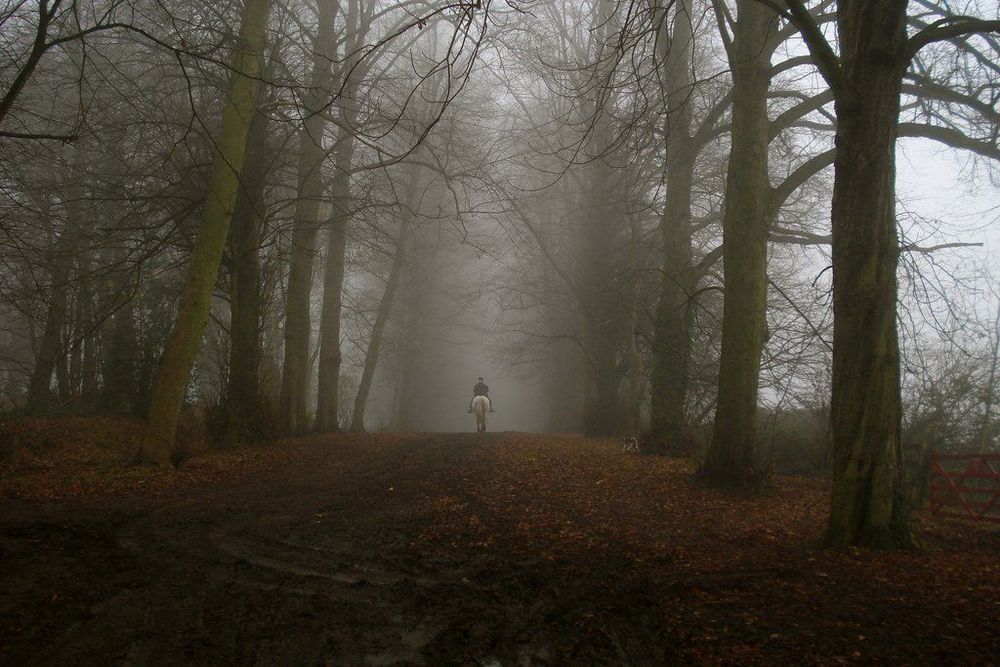 8 Hutan Ini Bakal Bikin Kamu Merinding. Bukan Cuma Cerita Seram Saja, Tapi Juga Suasananya!