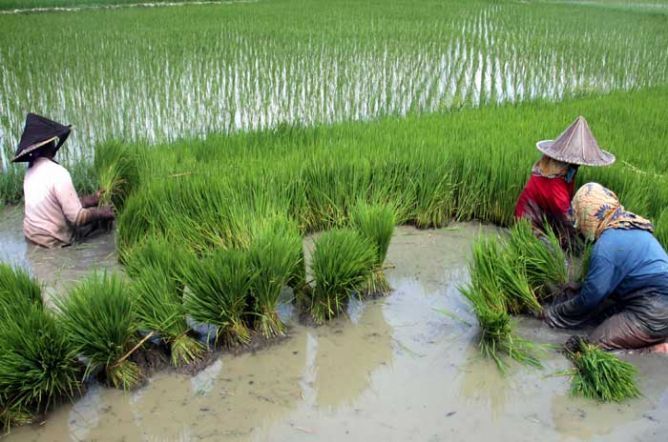 Indramayu sebagai penghasil beras tertinggi justru warganya paling banyak menerima raskin.