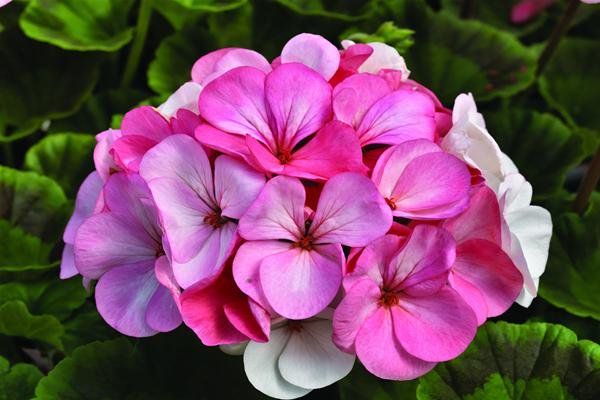 Tak Hanya Cantik, Bunga Geranium Ini Dapat Mencegah Virus HIV