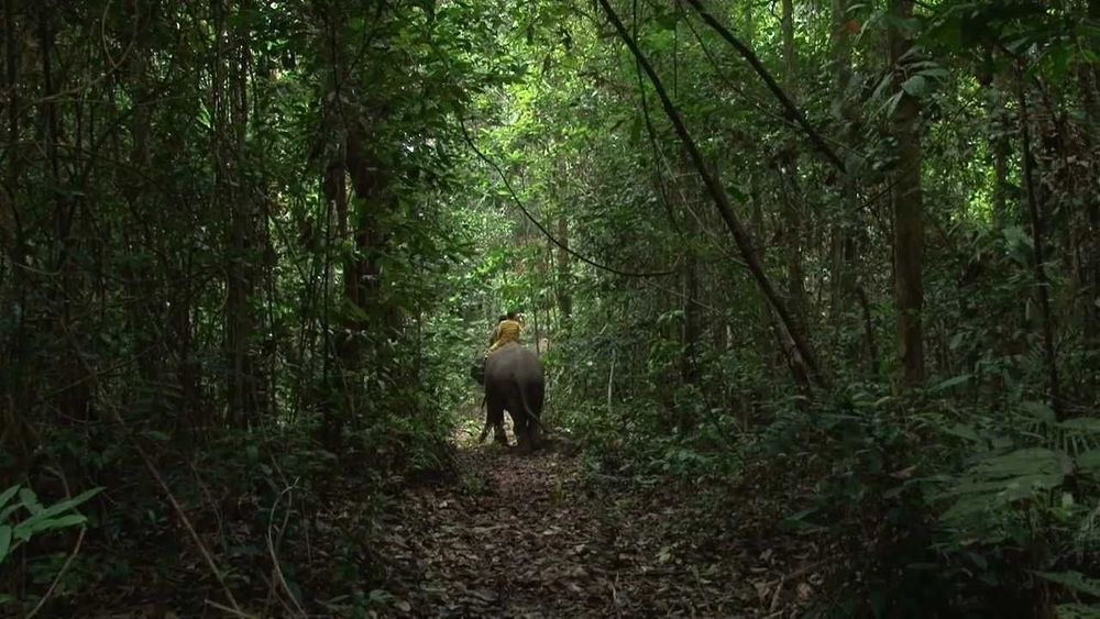 7 Tempat Wisata Kabupaten Pelalawan yang Harus Masuk List Tempat Liburanmu