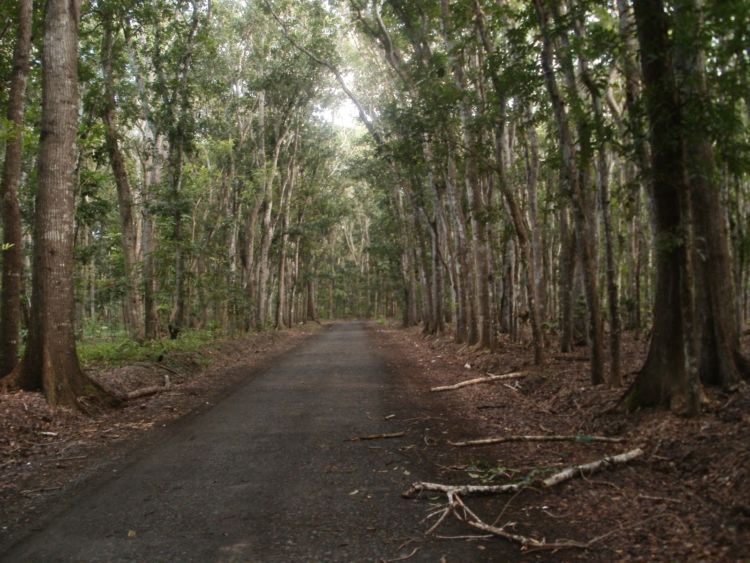 Menelisik Keangkeran Alas Purwo, Banyuwangi. Hutan yang 