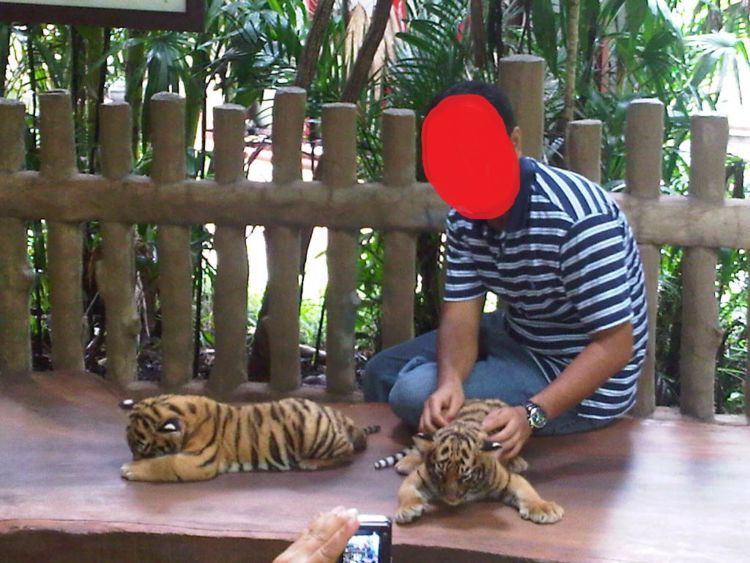 Sampai memisahkan bayi macan dengan induknya...