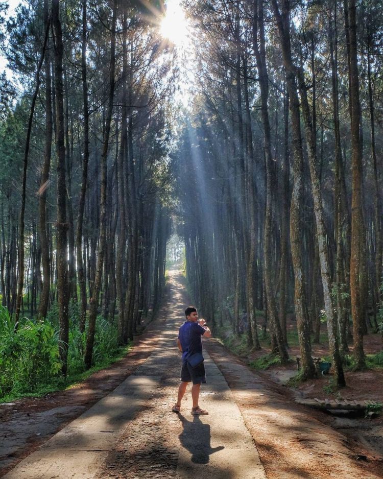 cahaya matahari menerobos pepohonan via @dendyharun