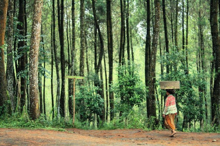 hutan kebanggaan warga Magelang via @asyasholiha