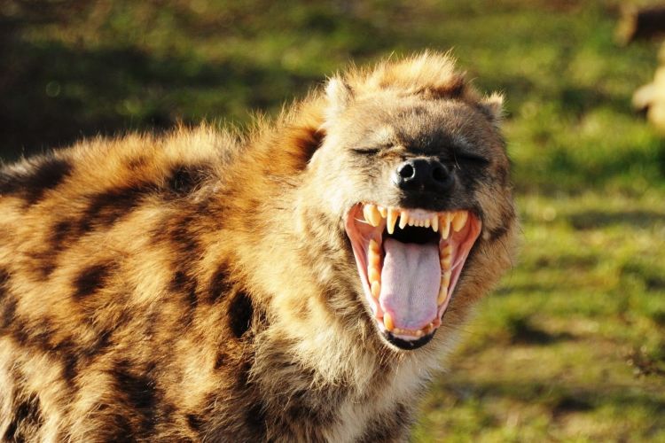 Hyena!