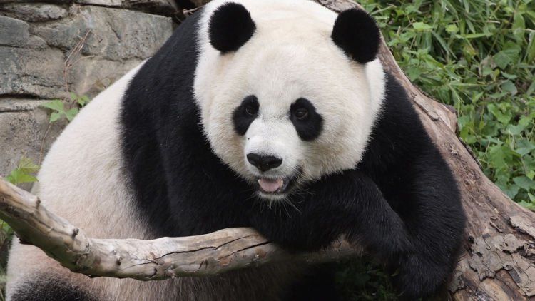 Tindakan Bodoh Dilakukan Seorang Pria di Cina, Dia Bergulat Dengan Panda Cuma Demi Memikat Wanita!