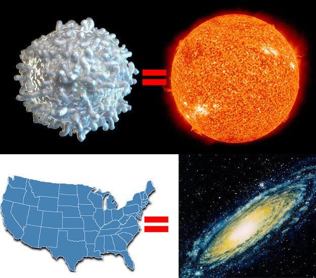 sel darah putih vs Amerika Serikat