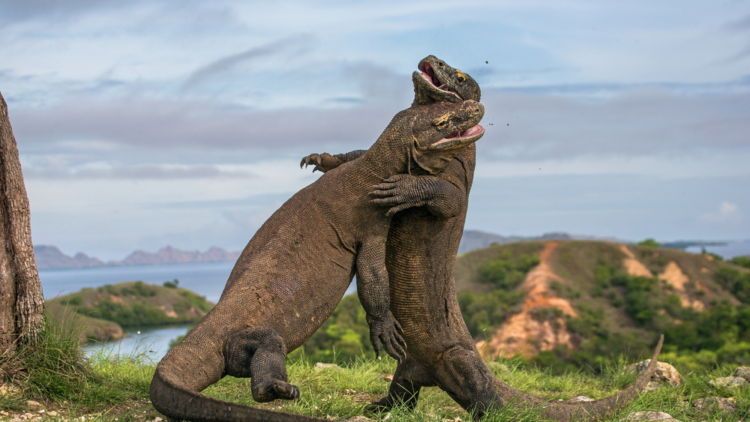 8 Hal yang Harus Kamu Siapkan Sebelum ke Pulau Komodo. Penting Nih Buat Keselamatanmu!