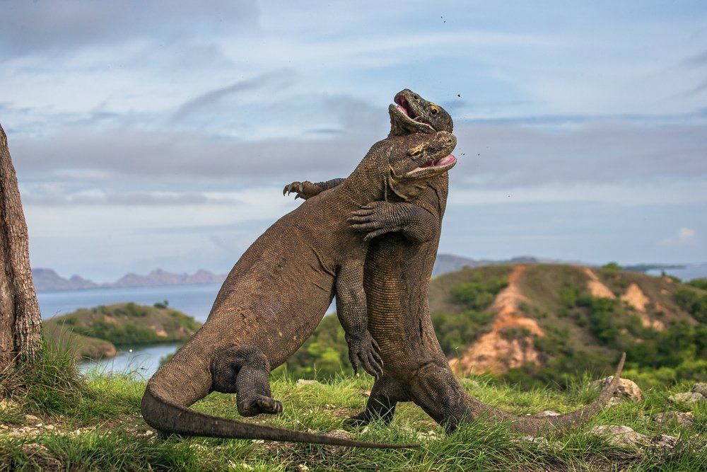 8 Hal yang Harus Kamu Siapkan Sebelum ke Pulau Komodo. Penting Nih Buat Keselamatanmu!