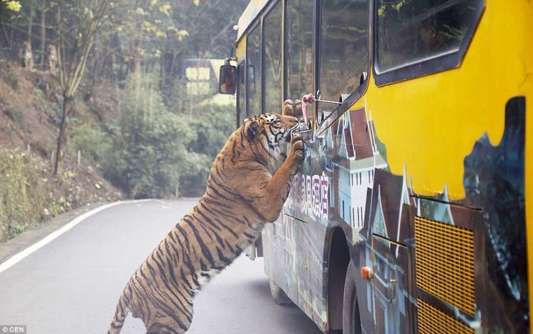 Bisa kok ngasi makan si macan