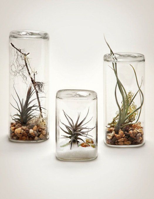 Kreasi Airplants, Tanaman Dekorasi Interior Modern Nggak Pake Ribet. Kamu Juga Bisa Bikin Sendiri