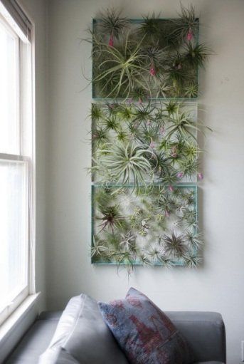 Kreasi Airplants, Tanaman Dekorasi Interior Modern Nggak Pake Ribet. Kamu Juga Bisa Bikin Sendiri